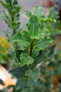 Gewone Hulst (Ilex Aquifolium) -Tuinplanten Winkel ilex aquifolium06 1
