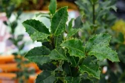 Gewone Hulst (Ilex Aquifolium) -Tuinplanten Winkel ilex aquifolium07 1