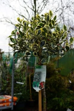 Hulst Op Stam (Ilex 'Argentea Marginata') -Tuinplanten Winkel ilex argentea marginata stam lm01