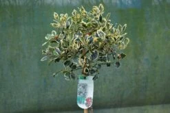 Hulst Op Stam (Ilex 'Argentea Marginata') -Tuinplanten Winkel ilex argentea marginata stam lm03