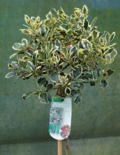 Hulst Op Stam (Ilex 'Argentea Marginata')
