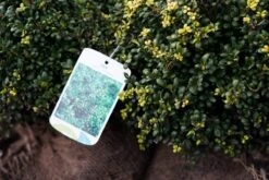 Japanse Hulst In Bolvorm (Ilex Crenata 'Convexa') -Tuinplanten Winkel ilex crenata convexa lm05