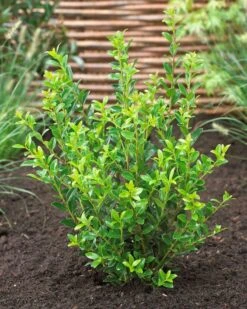 Japanse Hulst (Ilex Maximowicziana 'Kanehirae') -Tuinplanten Winkel ilex maximowicziana kanehiraev01