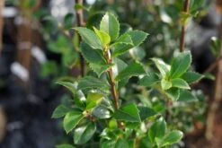 Hulst (Ilex Meserveae 'Heckenfee') -Tuinplanten Winkel ilex meserveae heckenfee lm02