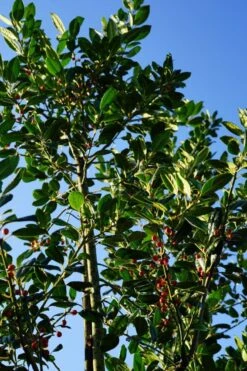 Hulst Als Boom (Ilex 'Nellie R. Stevens') -Tuinplanten Winkel ilex nellierstevens boom lm04