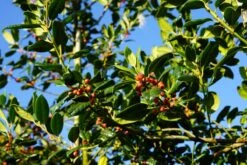 Hulst Als Boom (Ilex 'Nellie R. Stevens') -Tuinplanten Winkel ilex nellierstevens boom lm08