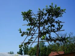 Amerikaanse Hulst Als Leiboom (Ilex 'Nellie R. Stevens') NU EXTRA VOORDELIG