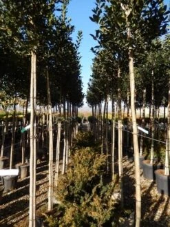 Hulst Als Boom (Ilex 'Nellie R. Stevens') -Tuinplanten Winkel ilex a. nellie r. stevens 8 10 2