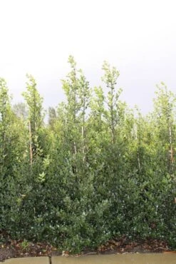 Hulst (Ilex Aquifolium 'Alaska') -Tuinplanten Winkel ilex a alaska 150 175