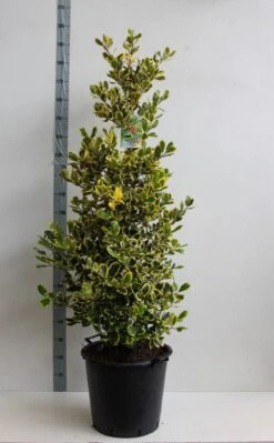 Hulst (Ilex Altaclerensis 'Golden King') -Tuinplanten Winkel ilex a golden king 125 150 cm 30l kopie kopie 1