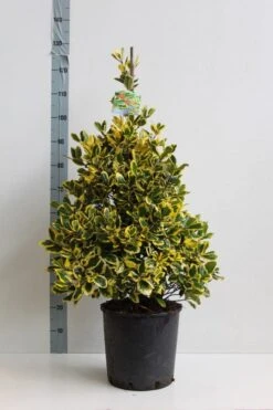 Hulst (Ilex Altaclerensis 'Golden King') -Tuinplanten Winkel ilex a golden king 80 100 cm co. 18l kopie kopie 1