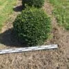 Hulst Als Bolvorm (Ilex Aquifolium) -Tuinplanten Winkel ilex aquifolium 70 cm breed bol drkl 1
