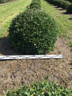 Hulst Als Bolvorm (Ilex Aquifolium) -Tuinplanten Winkel ilex aquifolium 90 cm breed bol drkl 1