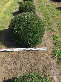 Hulst Als Bolvorm (Ilex Aquifolium) -Tuinplanten Winkel ilex aquifolium 90 cm breed bol drkl 3
