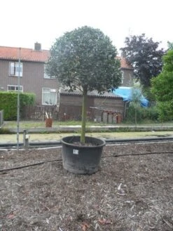 Hulst Op Stam (Ilex Aquifolium) -Tuinplanten Winkel ilex aquifolium halfstam 30 35