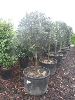 Hulst Op Stam (Ilex Aquifolium) -Tuinplanten Winkel ilex aquifolium halfstam c130 150