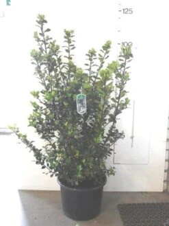 Blauwe Hulst (Ilex Meserveae 'Blue Prince') -Tuinplanten Winkel ilex blue prince c20