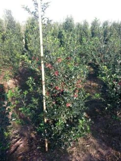 Blauwe Hulst (Ilex Meserveae 'Blue Princess') 7 Blauwe Hulst (Ilex Meserveae 'Blue Princess') -Tuinplanten Winkel ilex blue princess 125 150 cm drkl