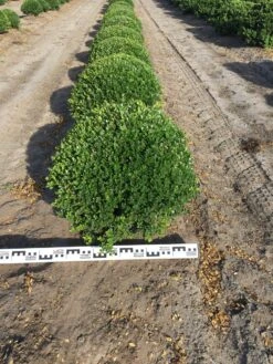 Japanse Hulst Als Bolvorm (Ilex Crenata)