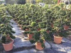 Japanse Hulst Als Bonsai (Ilex Crenata 'Kinme') -Tuinplanten Winkel ilex crenata kimne bonsai