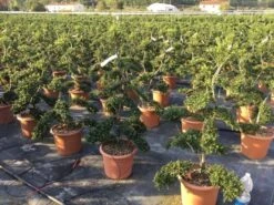 Japanse Hulst Als Bonsai (Ilex Crenata 'Kinme') -Tuinplanten Winkel ilex crenata kimne bonsai 2