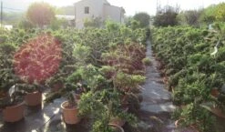 Japanse Hulst Als Bonsai (Ilex Crenata 'Kinme') -Tuinplanten Winkel ilex crenata kimne bonsai lv20