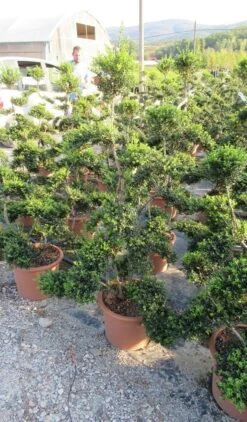 Japanse Hulst Als Bonsai (Ilex Crenata 'Kinme') -Tuinplanten Winkel ilex crenata kimne bonsai lv20 3