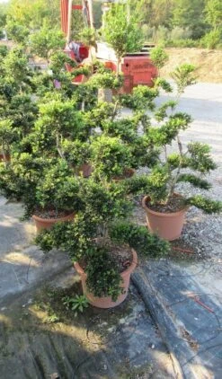 Japanse Hulst Als Bonsai (Ilex Crenata 'Kinme') -Tuinplanten Winkel ilex crenata kimne bonsai lv20 4 1