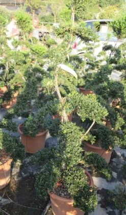 Japanse Hulst Als Bonsai (Ilex Crenata 'Kinme') -Tuinplanten Winkel ilex crenata kimne bonsai lv20 6