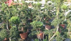 Japanse Hulst Als Bonsai (Ilex Crenata 'Kinme') -Tuinplanten Winkel ilex crenata kimne bonsai lv20 7