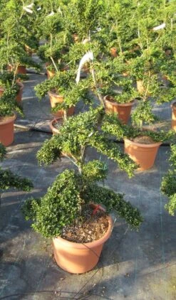 Japanse Hulst Als Bonsai (Ilex Crenata 'Kinme') -Tuinplanten Winkel ilex crenata kimne bonsai lv20 8 1