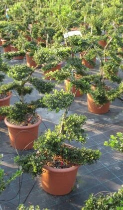 Japanse Hulst Als Bonsai (Ilex Crenata 'Kinme') -Tuinplanten Winkel ilex crenata kimne bonsai lv20 9 1