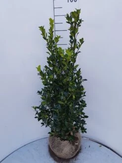 Hulst (Ilex Meserveae 'Heckenfee') -Tuinplanten Winkel ilex heckenfee 80 100