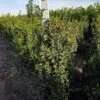 Hulst (Ilex Meserveae 'Heckenpracht') -Tuinplanten Winkel ilex heckenpracht 125 150 cm verpl v02