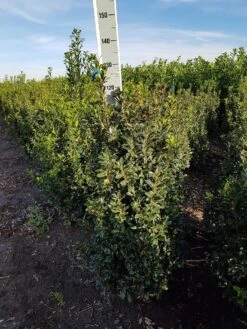 Hulst (Ilex Meserveae 'Heckenpracht')