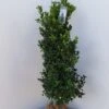Hulst (Ilex Meserveae 'Heckenstar') 1 Hulst (Ilex Meserveae 'Heckenstar') -Tuinplanten Winkel ilex heckenstar 100 120
