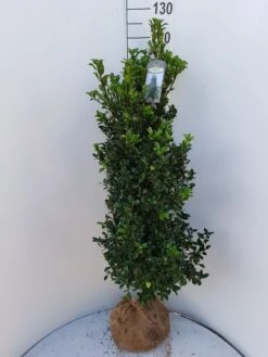 Hulst (Ilex Meserveae 'Heckenstar')