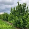 Japanse Hulst (Ilex Maximowicziana 'Kanehirae') -Tuinplanten Winkel ilex max kan 180 200 cm drkl