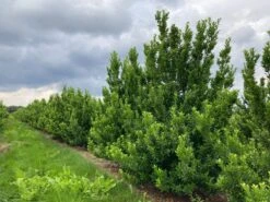 Japanse Hulst (Ilex Maximowicziana 'Kanehirae') -Tuinplanten Winkel ilex maximowicziana kanehirae h160180 cm wrb