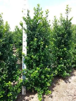 Blauwe Hulst (Ilex Meserveae 'Blue Prince') -Tuinplanten Winkel ilex mes. blue prince 175 200 cm