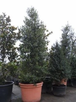 Amerikaanse Hulst (Ilex 'Nellie R Stevens') 11 Amerikaanse Hulst (Ilex 'Nellie R Stevens') -Tuinplanten Winkel ilex nellie r. stevens