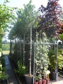 Hulst Als Boom (Ilex 'Nellie R. Stevens') -Tuinplanten Winkel ilex nellie r. stevens 10 12ho cont