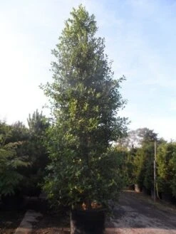 Amerikaanse Hulst (Ilex 'Nellie R Stevens') 13 Amerikaanse Hulst (Ilex 'Nellie R Stevens') -Tuinplanten Winkel ilex nellie r. stevens 400 450 cont