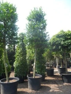 Hulst Als Boom (Ilex 'Nellie R. Stevens') -Tuinplanten Winkel ilex nellie stevens 25 30ho c350
