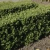 Japanse Hulst (Ilex Crenata 'Dark Green') -Tuinplanten Winkel ilexcrenata darkgreenv01