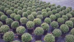 Japanse Hulst In Bolvorm (Ilex Crenata 'Dark Green') -Tuinplanten Winkel ilexcrenatabollen01