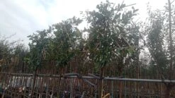 LeiLaurier (Prunus Laurocerasus 'Novita') EXTRA VOORDELIG