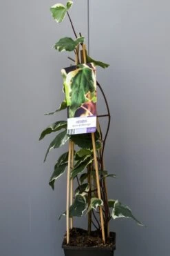 Algerijnse Klimop (Hedera Algeriensis 'Gloire De Marengo') -Tuinplanten Winkel img 1347