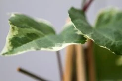 Algerijnse Klimop (Hedera Algeriensis 'Gloire De Marengo') -Tuinplanten Winkel img 1350