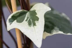 Algerijnse Klimop (Hedera Algeriensis 'Gloire De Marengo') -Tuinplanten Winkel img 1352